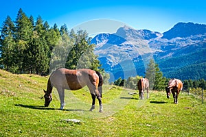 Three horses graze in fields near Lake Sils GraubÃ¼nden, Switzerland