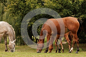 three horses graze in a meadow in autumn