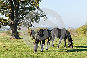 Three horses graze in the meadow. Three beautiful horses