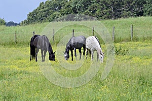 Three Horses Grazing