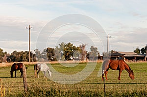 Three horses grazing in the early morning sun