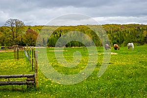 Three Horses Grazing in a Farm Pasture