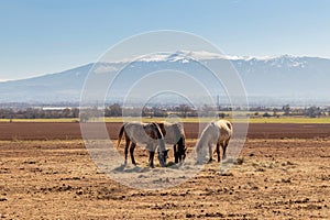 Three horses are grazing in the field and eat hay