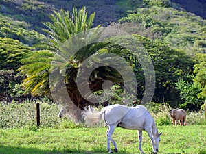 Three horses grazing in field with palm, Oahu, HI