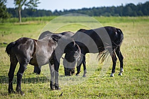 Horses grazing while flies try to interfere