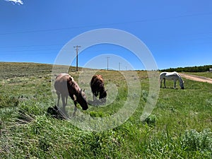 Three Horses Grazing in a Grass Field