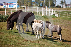 Three horses grazing at a horse farm, stallion, mare and colt
