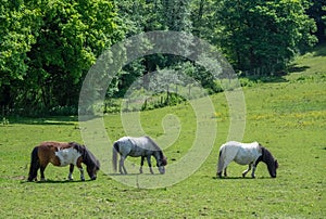 Three Horses grazing on a meadow