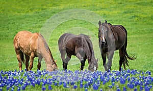 Three horses grazing in Texas bluebonnets in spring