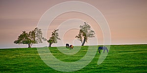 Three horses grazing on top of a hill with trees