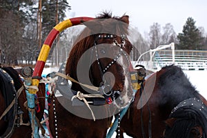 Three horses harnessed abreast (troika).