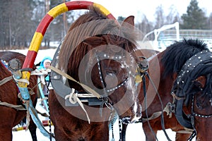 Three horses harnessed abreast (troika).