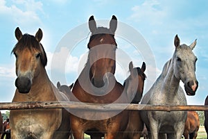 Three horses and herd