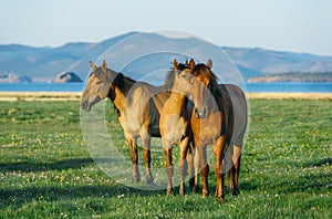 Three horses. horse in the nature reserve of Lake Baikal