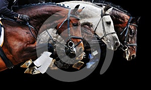 Tres caballos en saltando mostrar sobre un fondo negro 