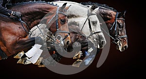 Three horses in jumping show, on brown background