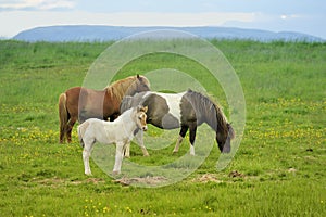 Three horses at the meadow