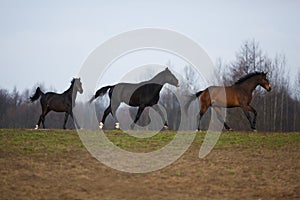 Three horses on the meadow