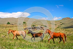 Three Horses on a meadow