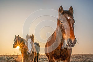 Three horses in the meadow at sunrise