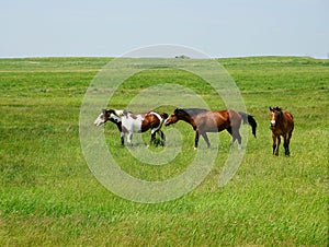 Three Horses and More, Gathered on a Green Field