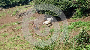 Three horses, one brown and two white, graze in a green meadow by a tree on the side of a mountain on the South Korean island of J