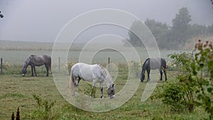 Three horses in a pasture a foggy morning