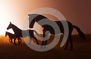 Three horses pasturing on sunset background