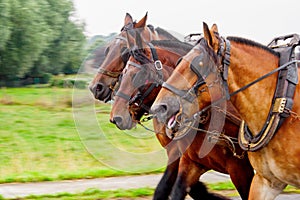 Three horses pulling a yoke and running fast