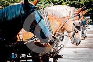 Three horses ready to pull a carriage on Mackinac Island Michigan