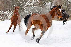 Three horses run in deep snow