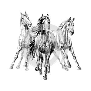 Three horses run gallop on white background, hand drawn sketch