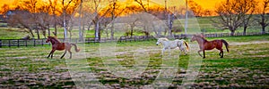 Three horses running in a field at sunset