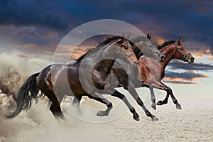 Three horses running at a gallop