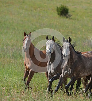 Three horses running in green pasture all ears up