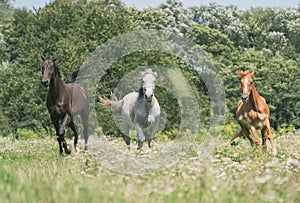 Three horses running in the meadow in color