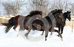 Three horses in the snow