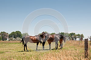 Three horses standing in a fenced pasture