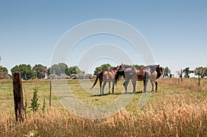 Three horses standing in a fenced pasture