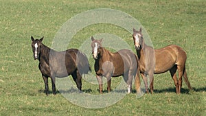 Three Horses standing in a field in the State of Oklahoma in the United States of America.