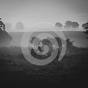 three horses standing in the morning fog on the meadow