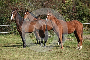 Three horses standing on pasturage