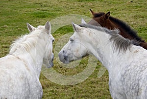 Three Horses talking together
