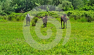 Three horses in a valley with low vegetation,