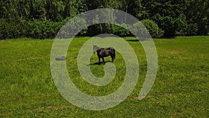 Three horses walk in the meadow and nibble the green grass.