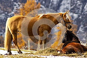 Three horses and winter landscape in Dolomite Mountains