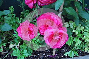 Three Hot Pink Ranunculus Flwoers Growing in a Garden