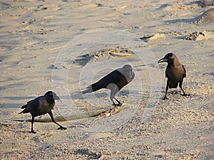 Three House Crows or Indian Black Crows - Corvus Splendens - Standing on Sand