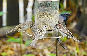 Three House Sparrows feeding on seeds