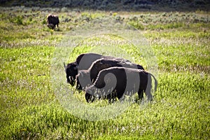 Three huge bisons buffalos bulls standing on a meadow wildlife